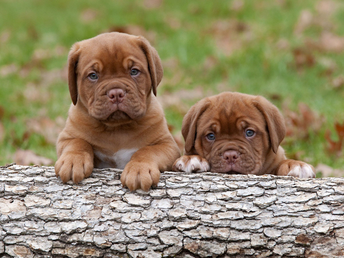 Filhotinhos de Dogue de Bordeaux para você morrer de amores