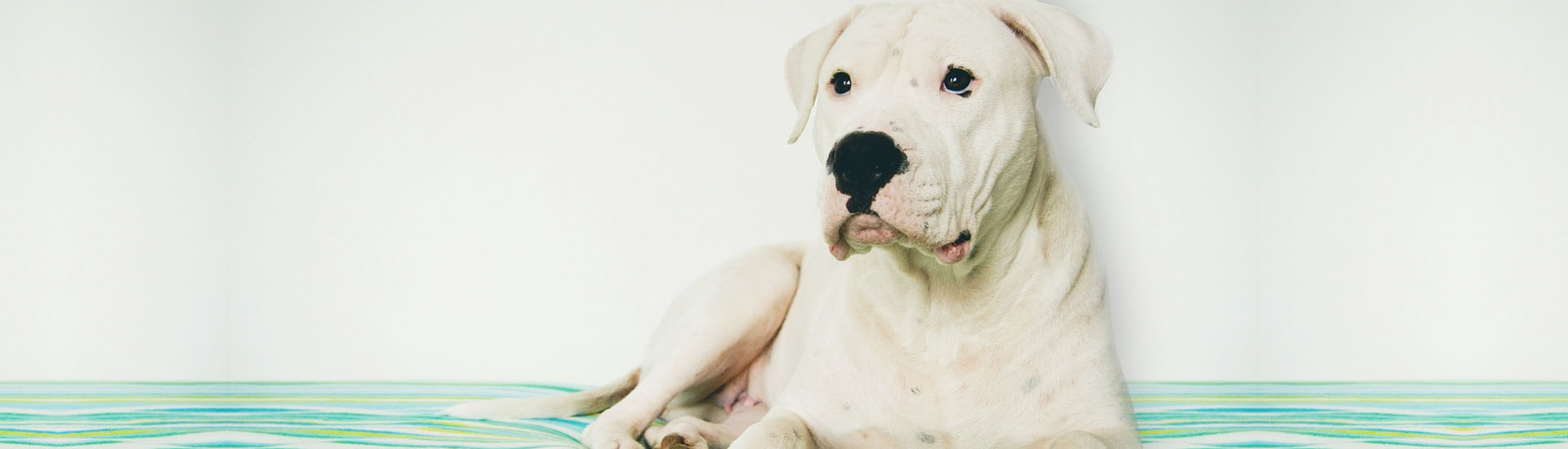 O Dogo Argentino é a única raça criada naquele país