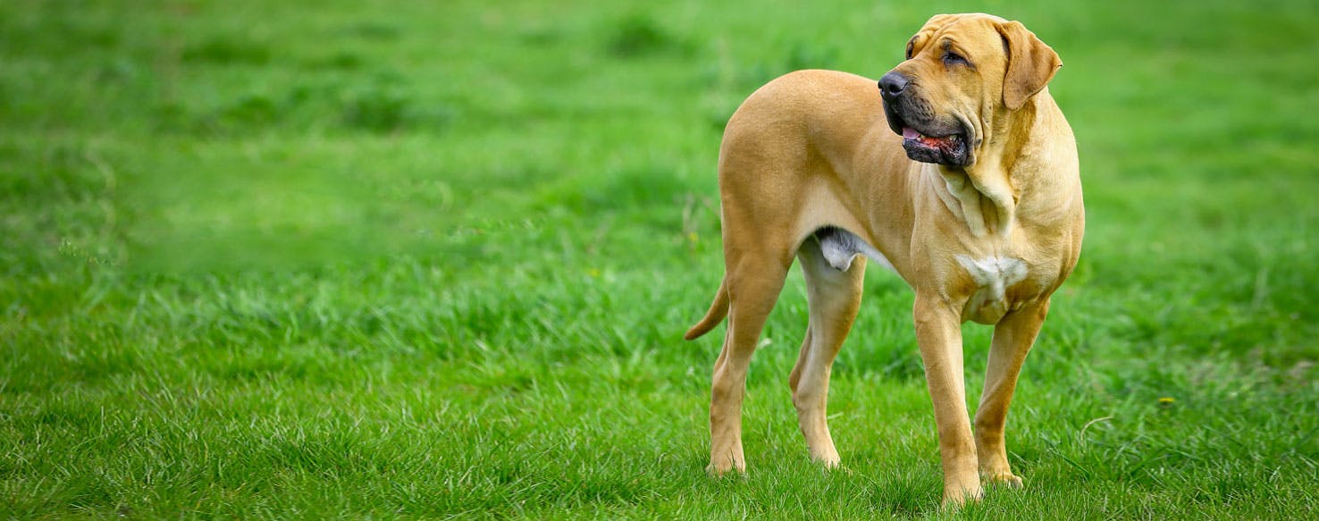 Este é o Fila Brasileiro