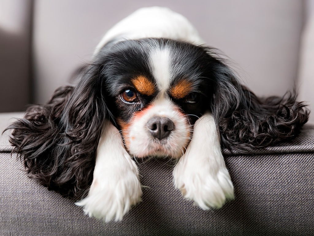 Este é o Cavalier King Charles Spaniel