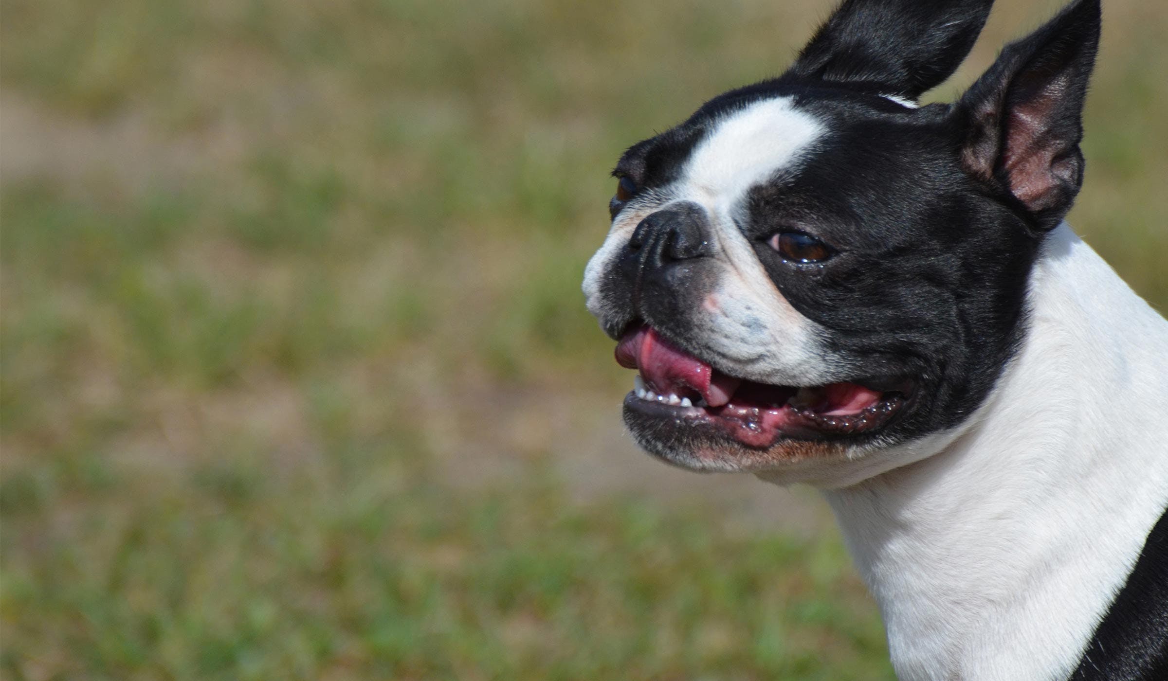 Boston Terrier - Lindo, estiloso, divertido e ótimo companheiro! 5