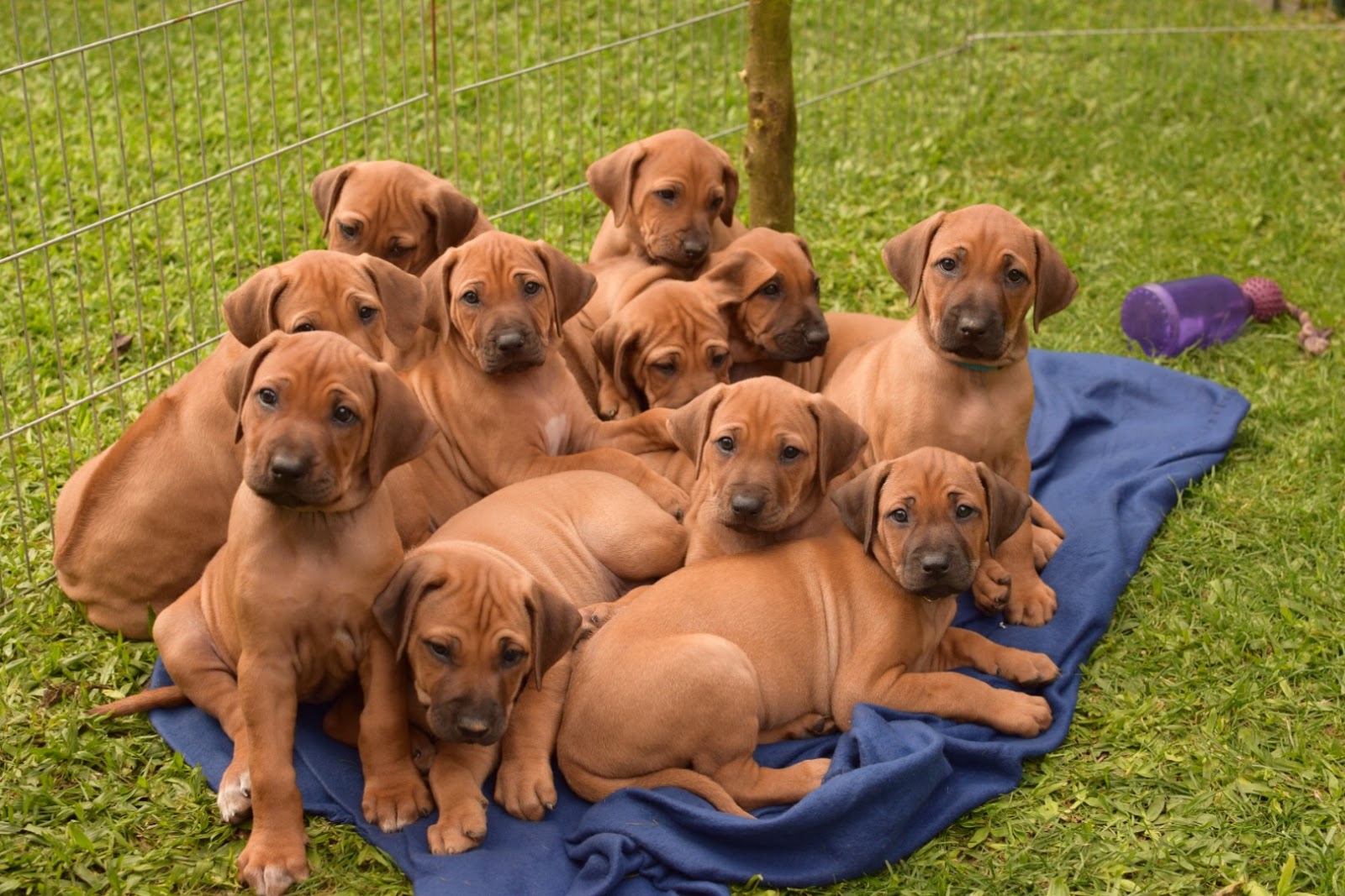 O momento fofura que a Meu Pet Favorito ama com filhotinhos de Leão da Rodésia