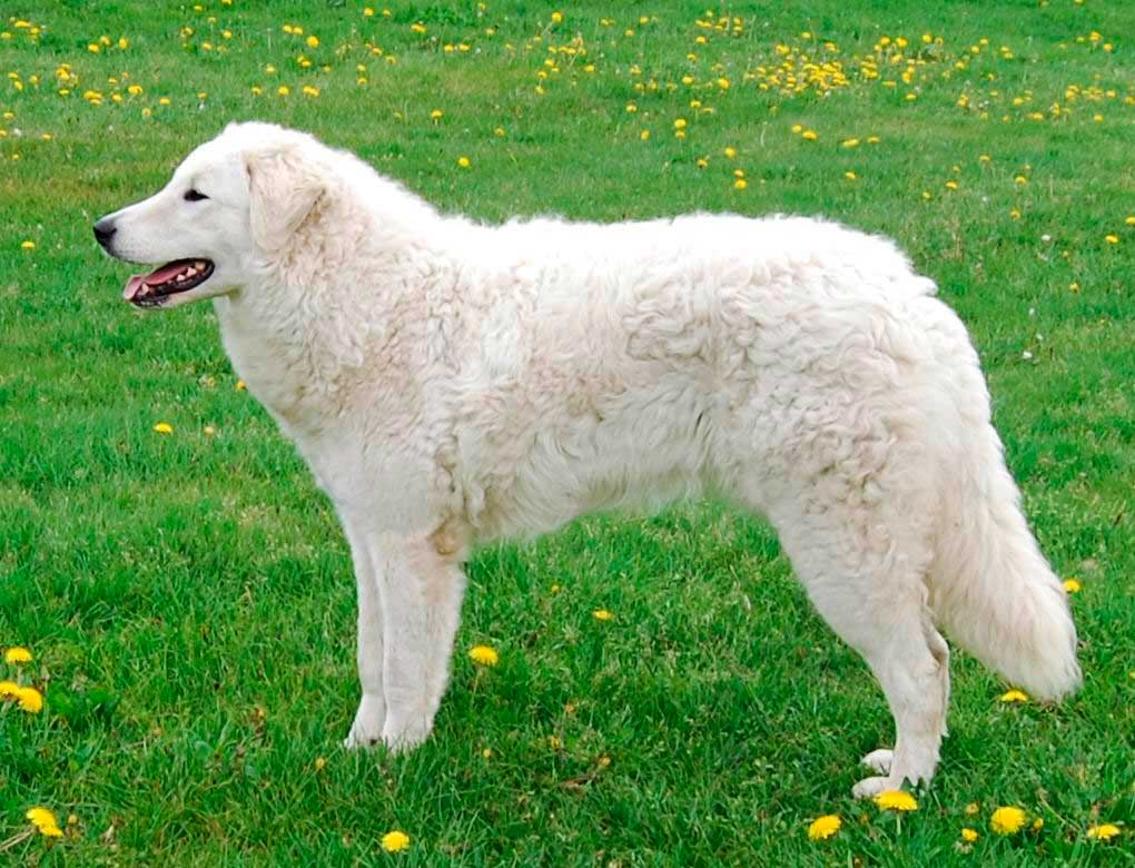 A pelagem do Kuvasz sempre chama a atenção!