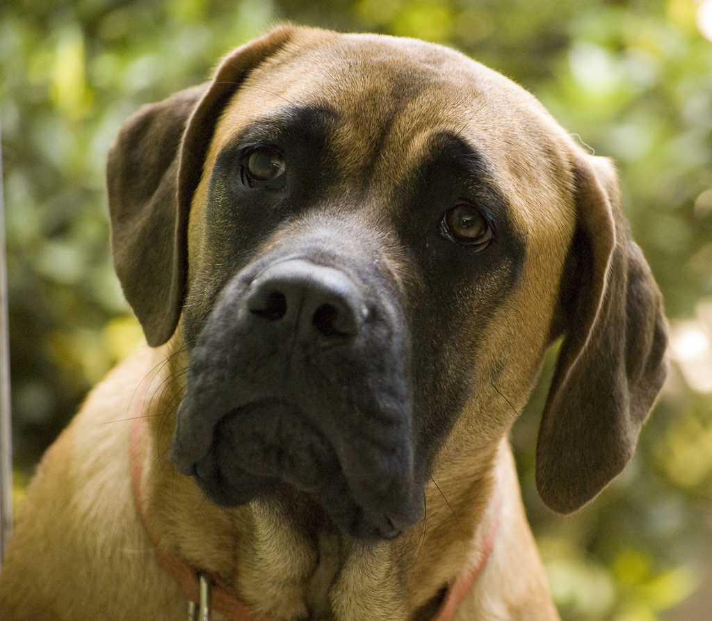 O mastiff assusta pelo tamanho mas é um cão muito doce e companheiro