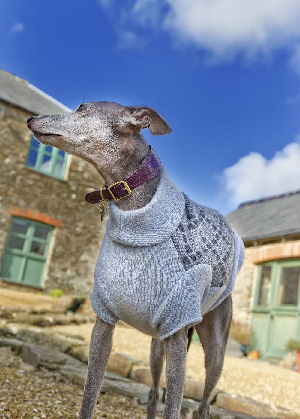 Galgo Inglês - Um cão elegante, nobre, discreto e lindo! 5