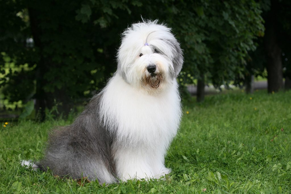 Old English Sheepdog - Simpatia em tamanho grande! 2