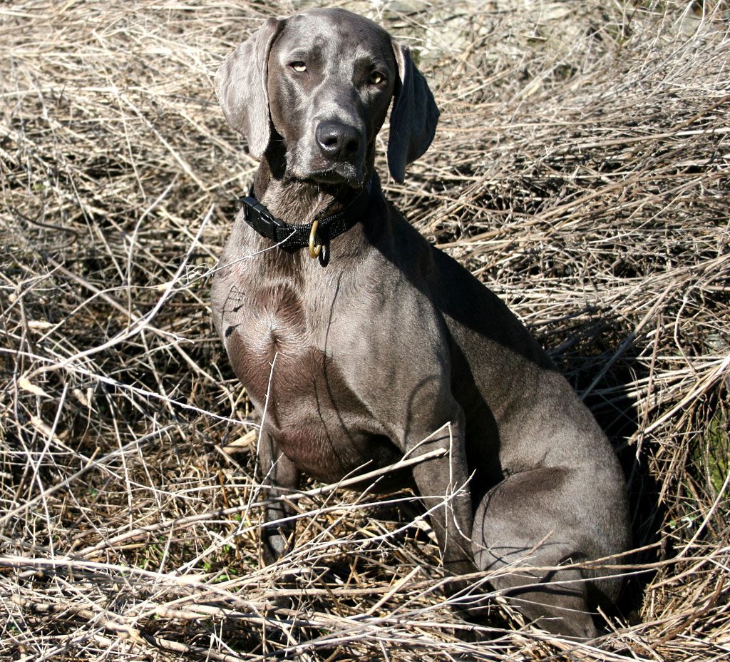 Weimaraner