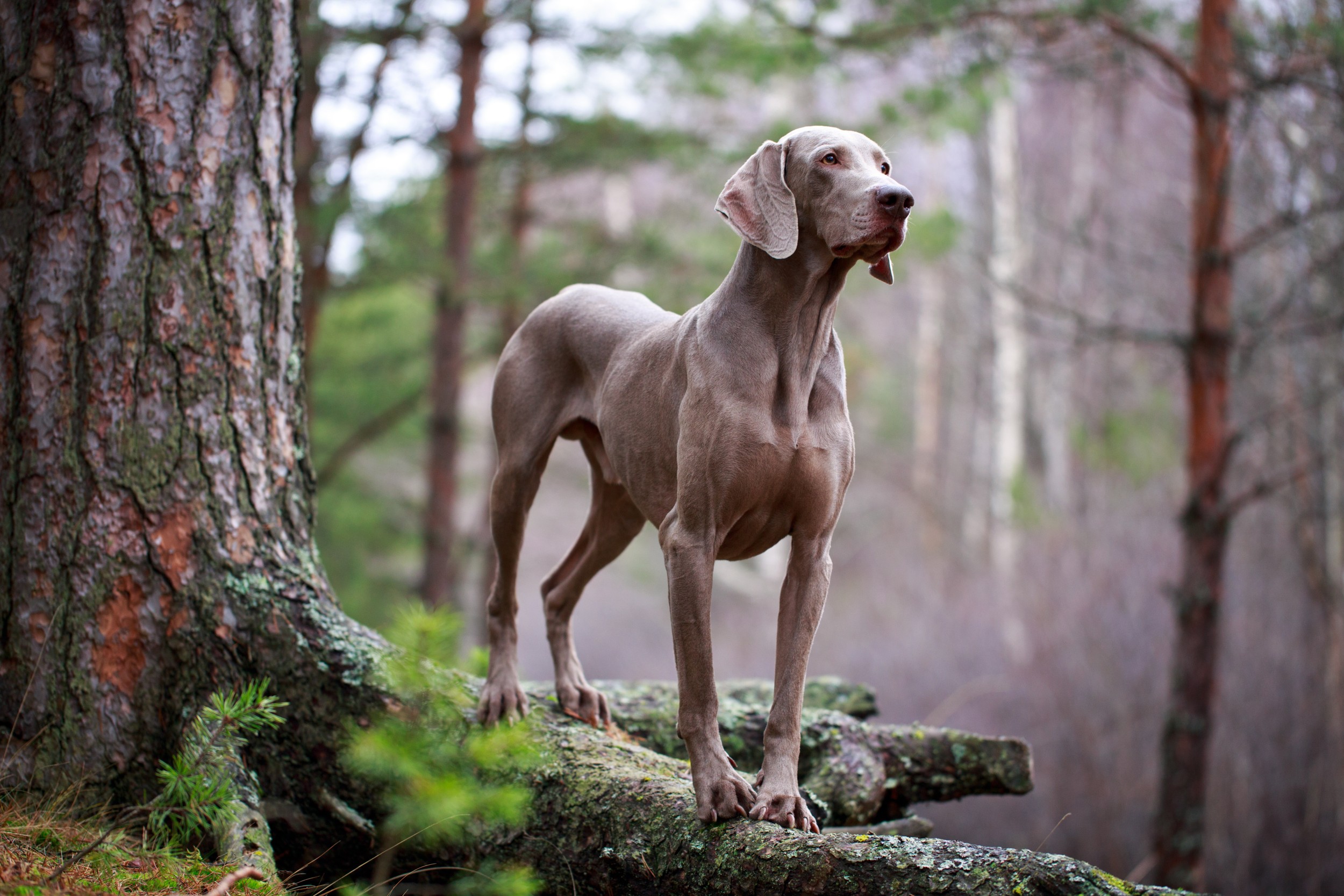 Weimaraner, um cão com um porte elegante