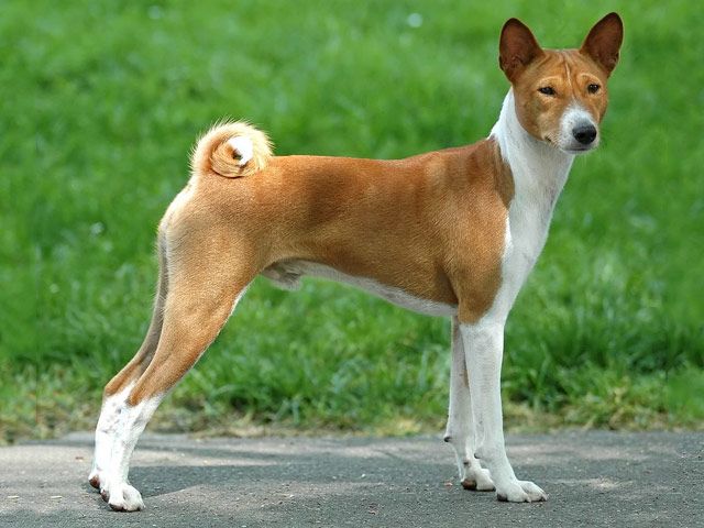 Basenji - Um cão caçador com alma felina, diferente de todos os outros! 9