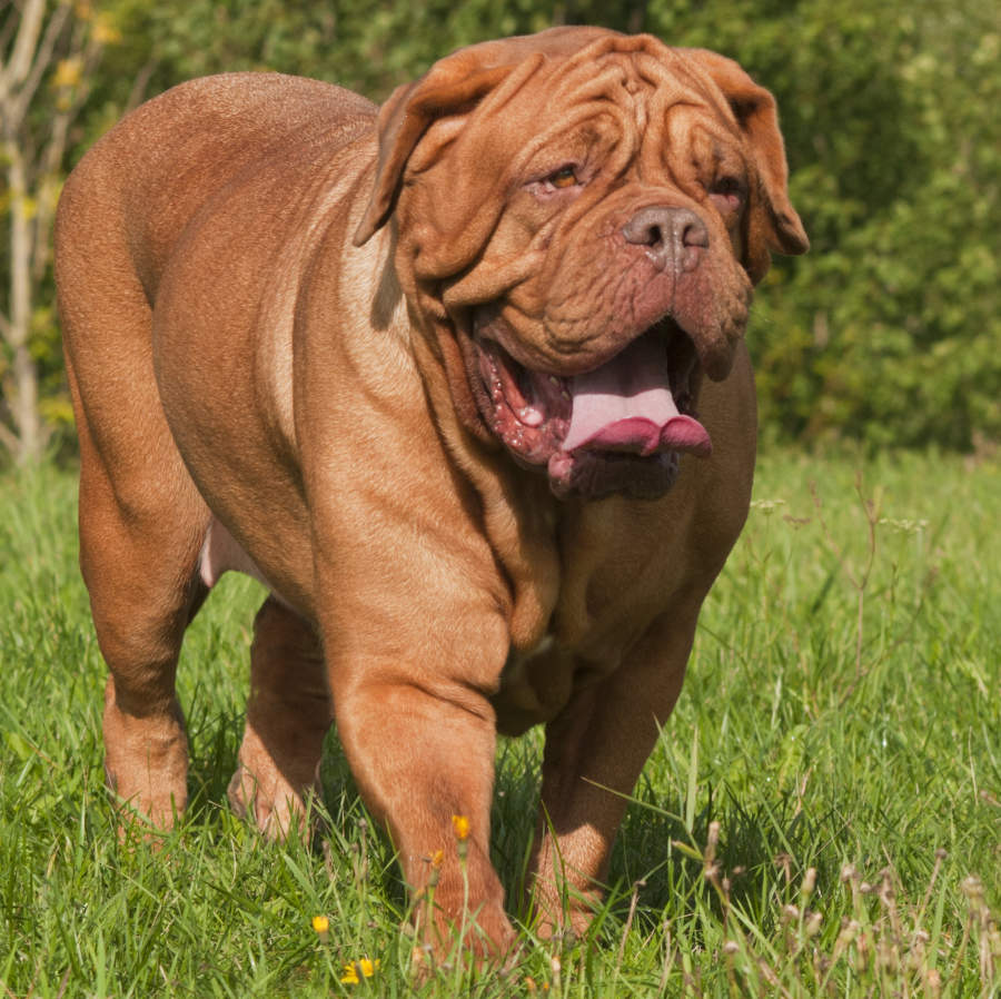 Dogue de Bordeaux em um tranquilo passeio