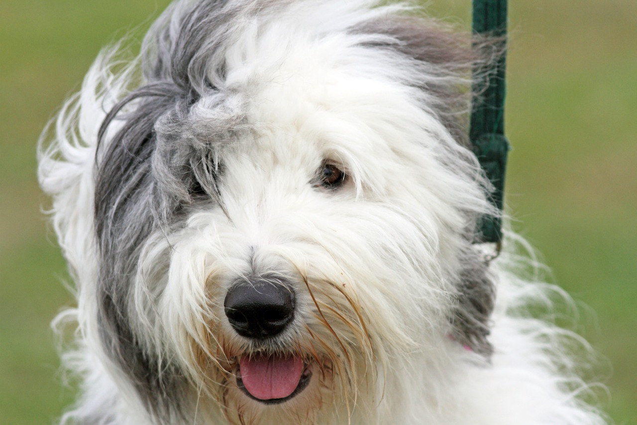 Beleza e simpatia: Old English Sheepdog