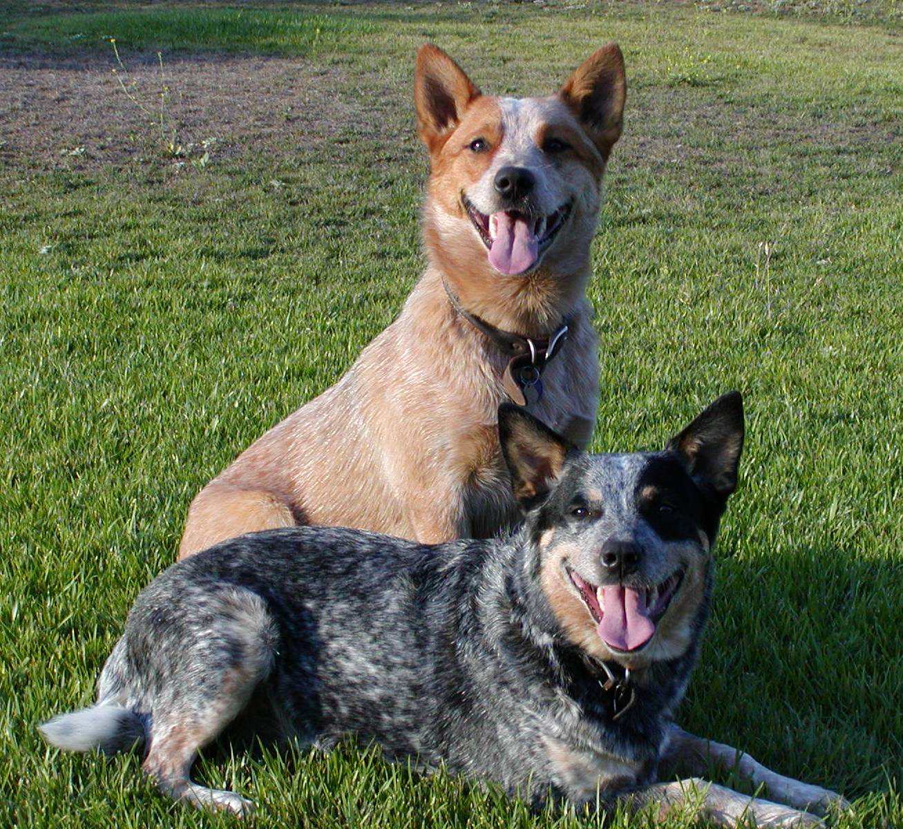 Boiadeiro Australiano - O cão de companhia mais corajoso de todos! 6