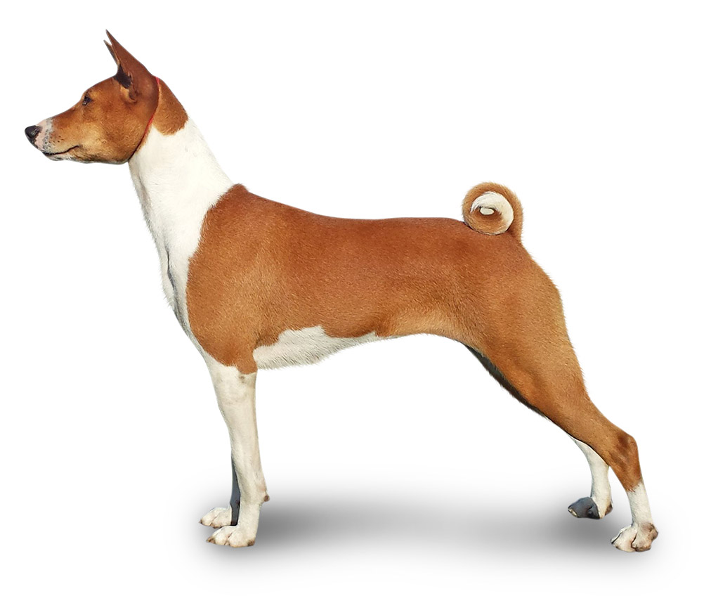 Basenji - Um cão caçador com alma felina, diferente de todos os outros! 3