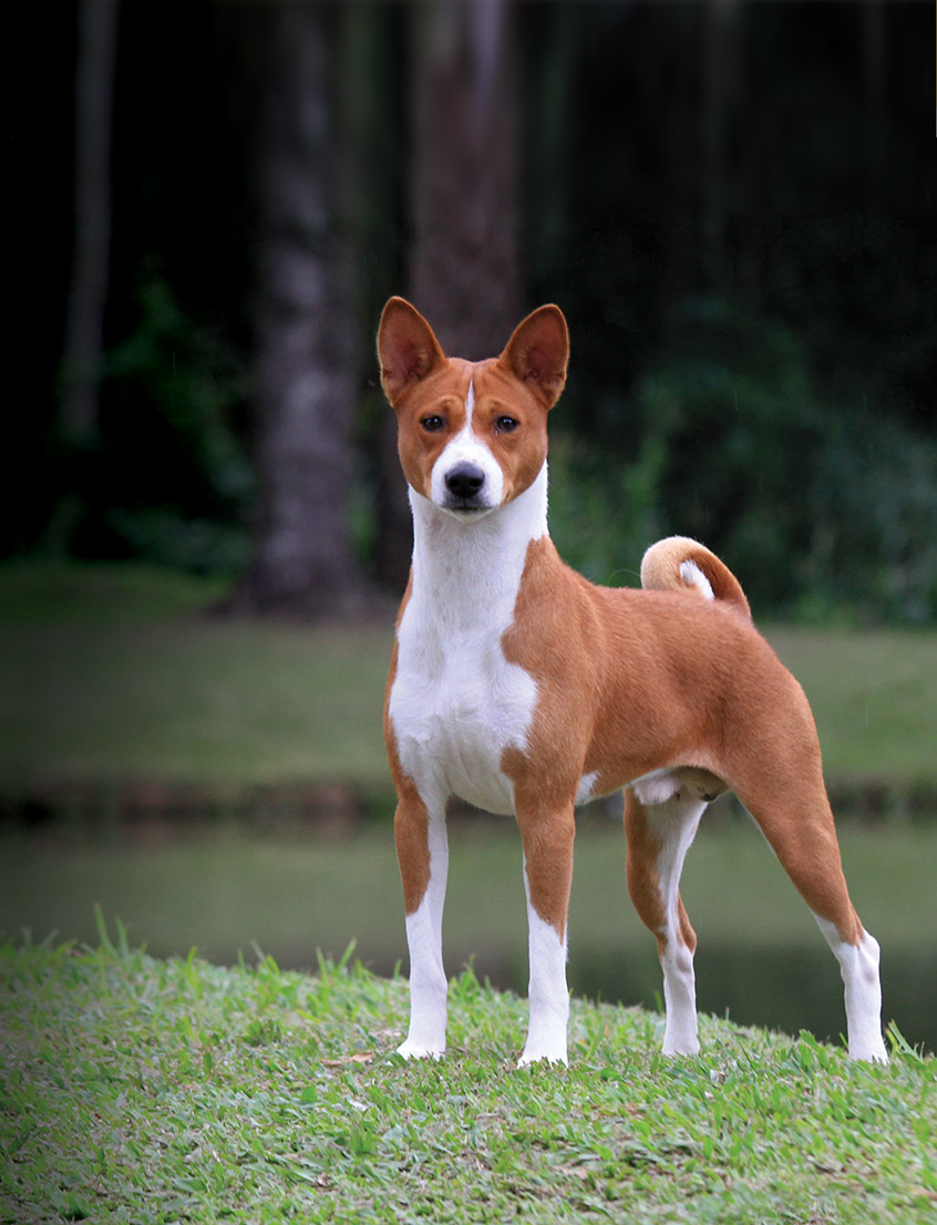 Este é o Basenji