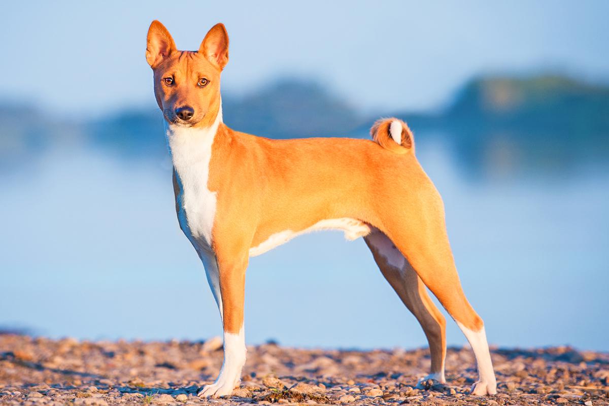 O Basenji tem a cauda toda enroladinha, marca registada da raça