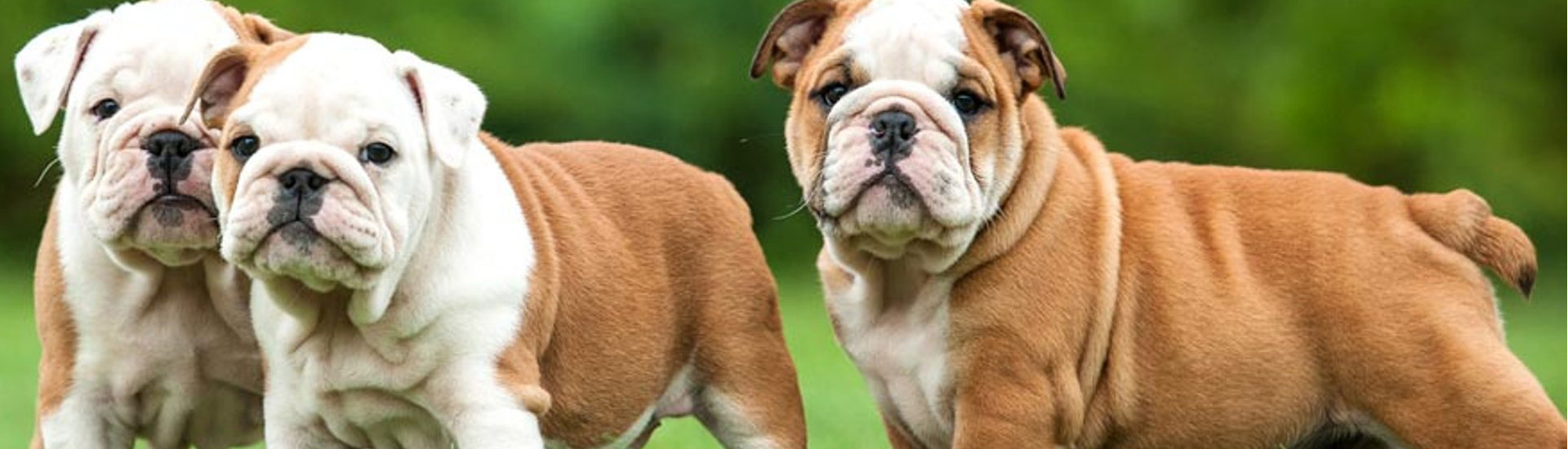 Bulldog Inglês - Um companheiro para tardes de preguiça e diversão! 5