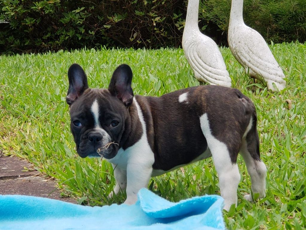 Bulldog Francês - Um cão cheio de energia, muito fiel e super carinhoso! 7