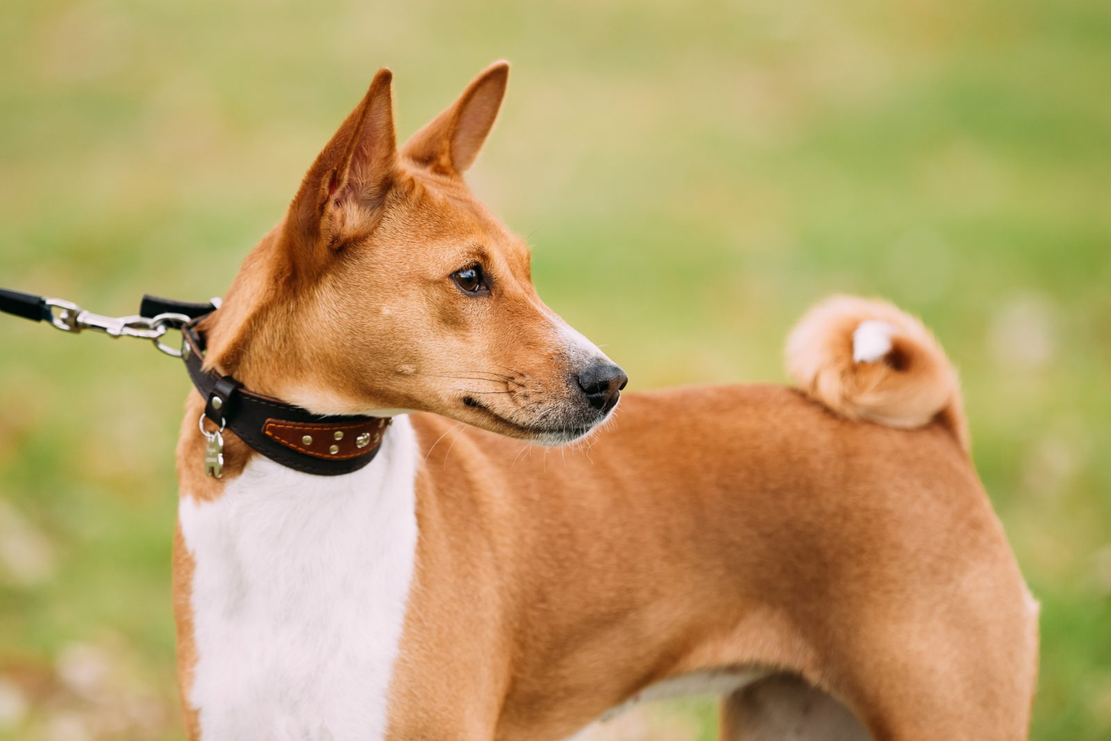 Basenji: curioso, protetor e com forte instinto de caçador!