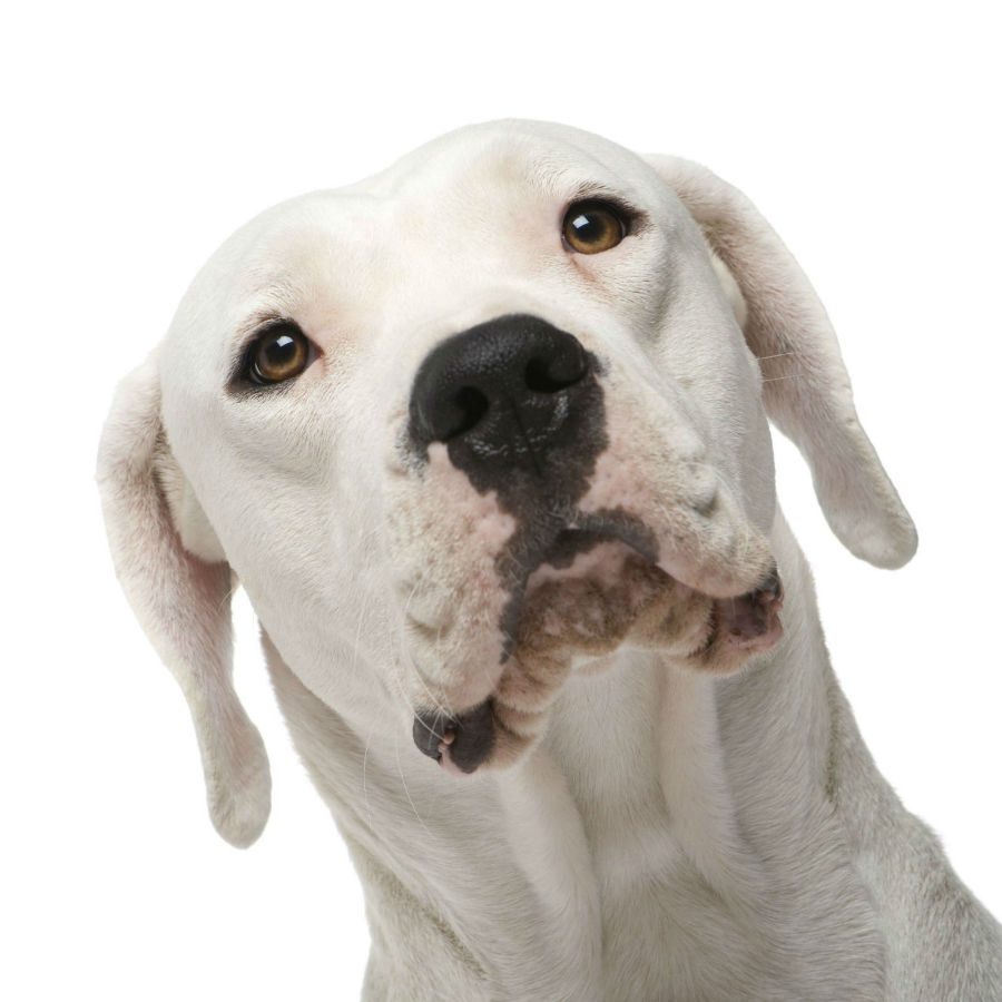 O Dogo Argentino é todo branquinho e as vezes tem algumas machinhas pretas