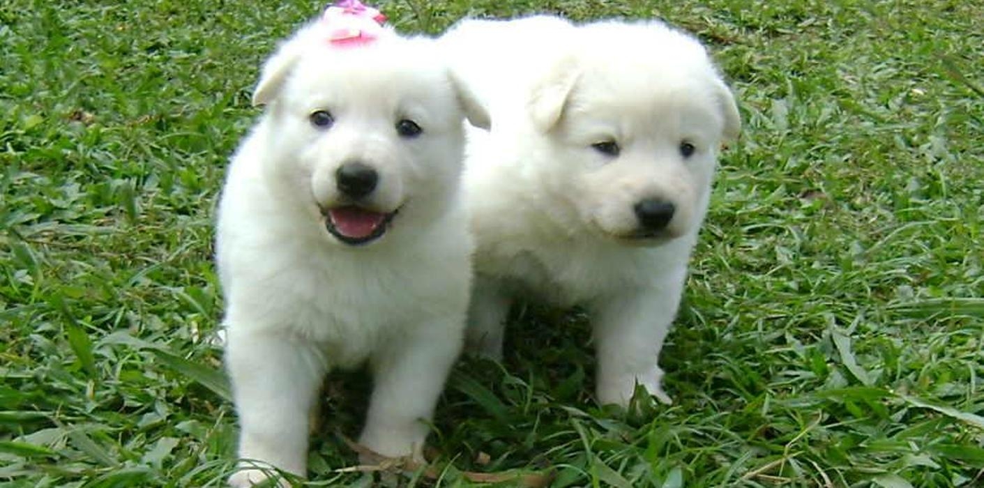 Momento fofura com filhotinhos de Kuvasz!