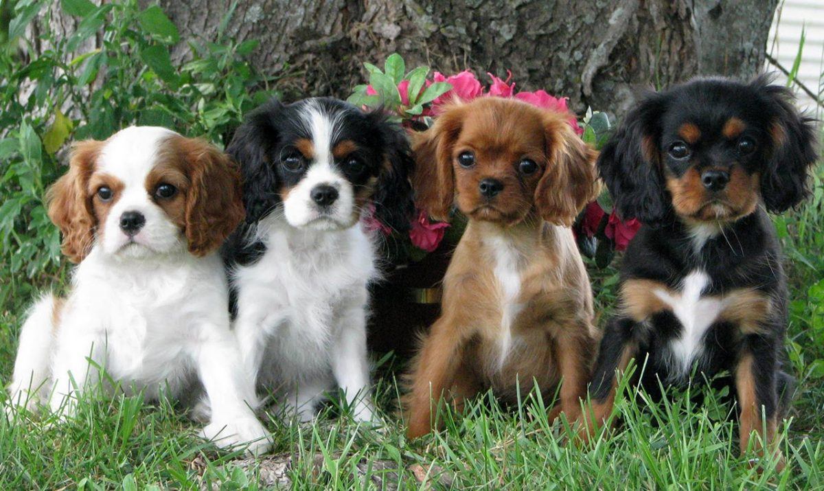  Momento fofura com filhotes de Cavalier King Charles Spaniel