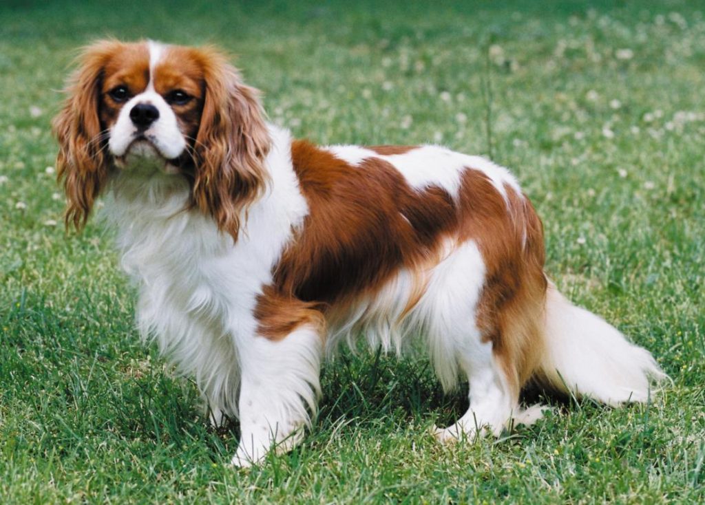 Cavalier King Charles Spaniel