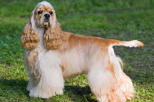 Cocker Spaniel Americano