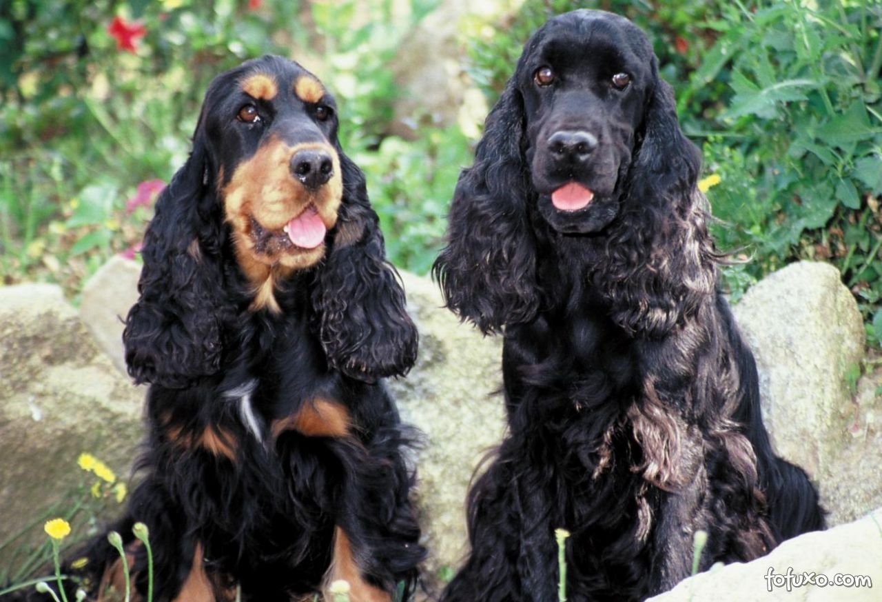 Cocker Spaniel Americano - Uma raça de cães felizes! 4