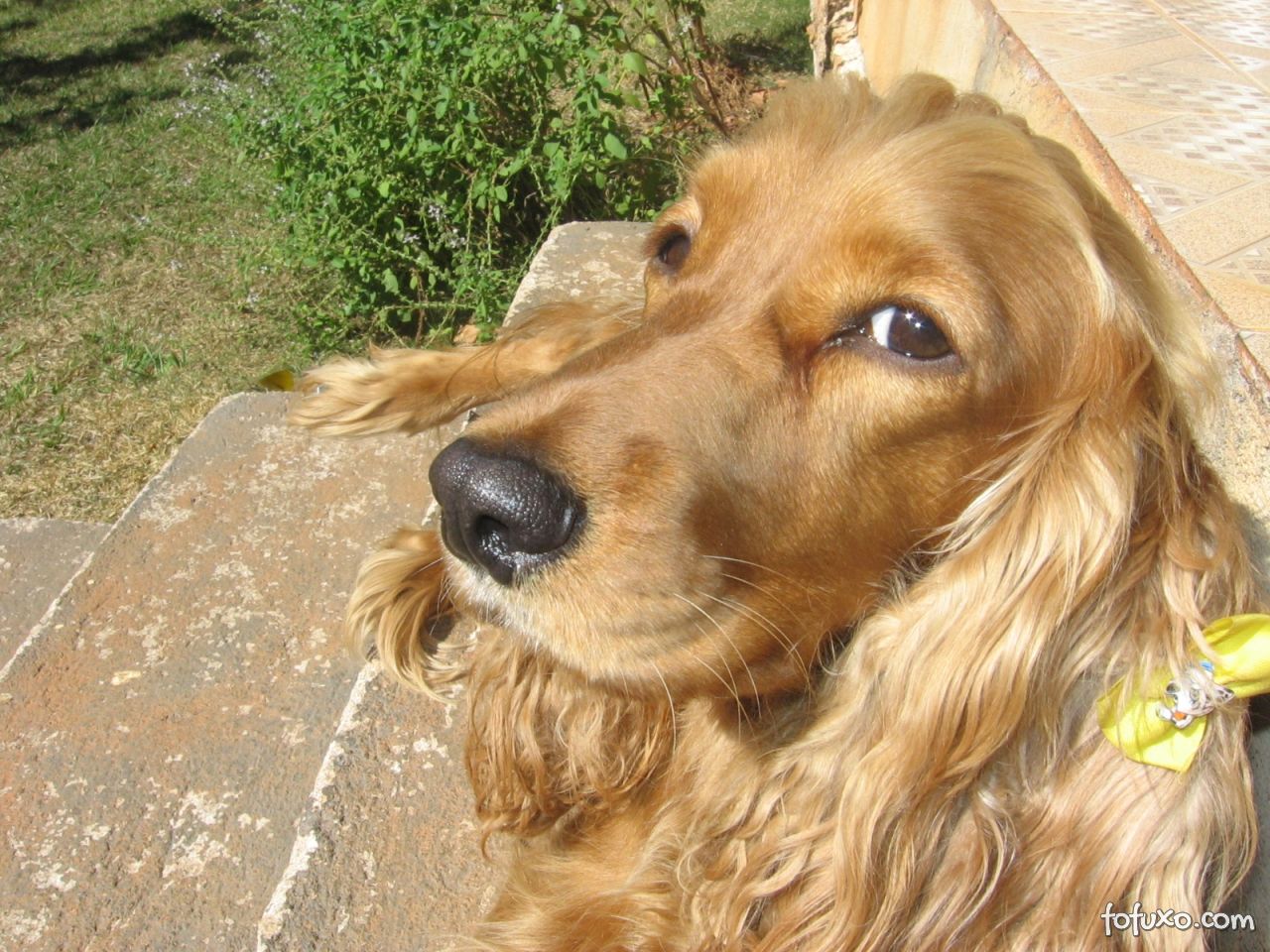 Cocker Spaniel Americano - Uma raça de cães felizes! 2