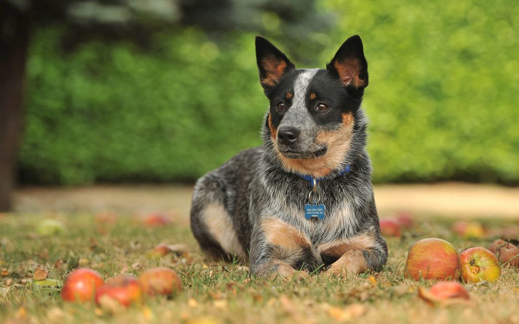 Boiadeiro Australiano - O cão de companhia mais corajoso de todos! 6