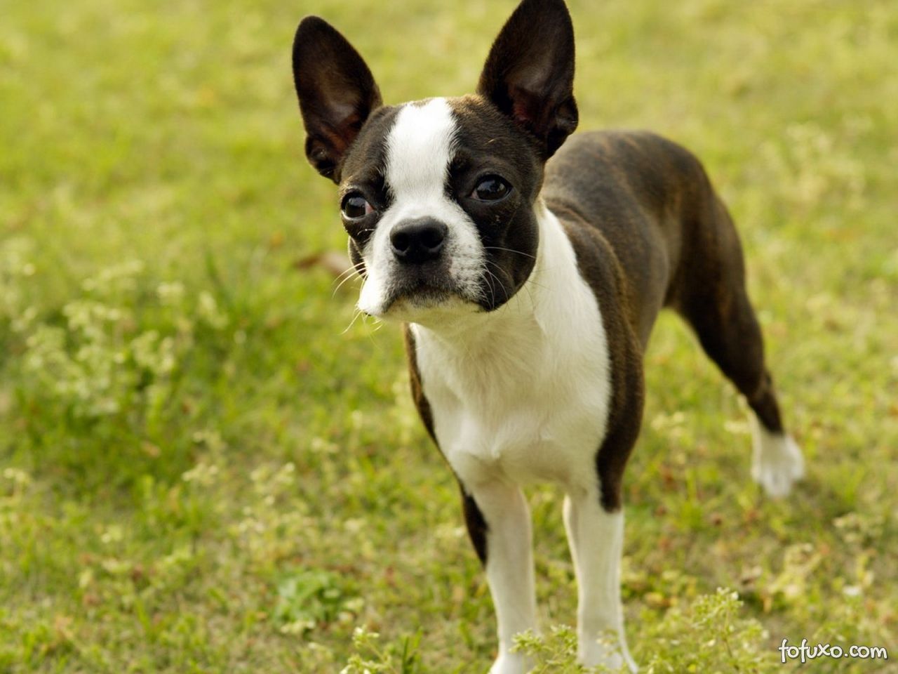 Boston Terrier - Lindo, estiloso, divertido e ótimo companheiro! 4