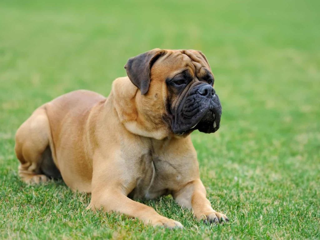 Mastiff