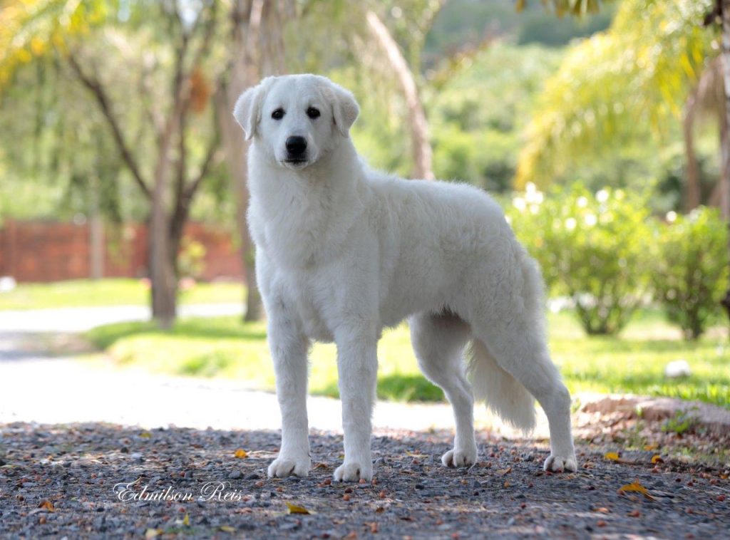 Kuvasz