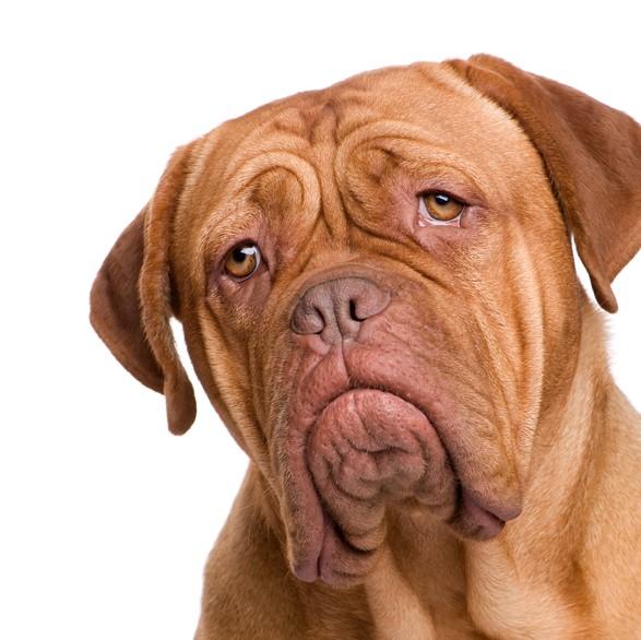 Dogue de Bordeaux