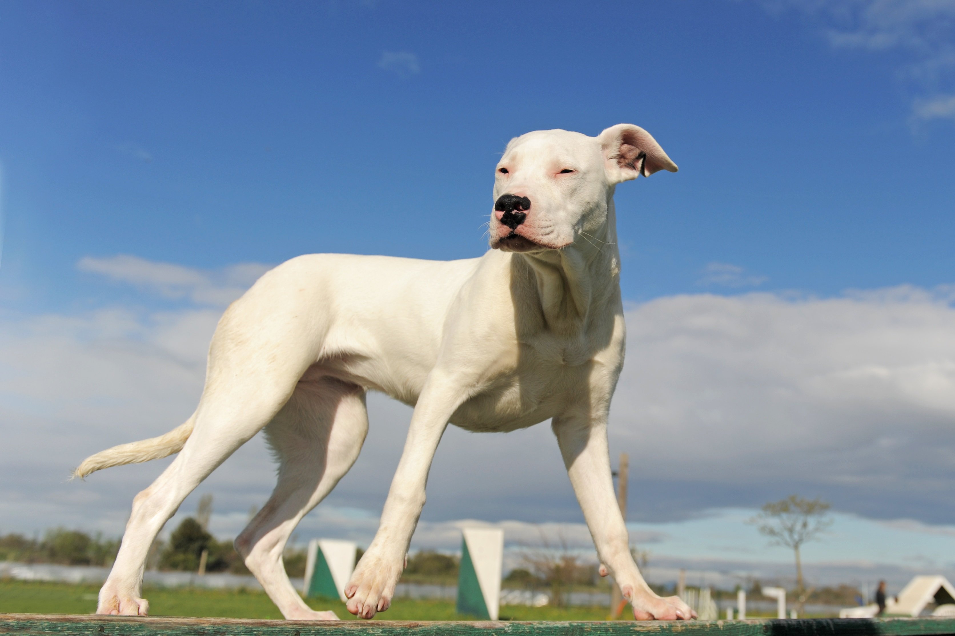 Dogo Argentino: lindo, doce, protetor!