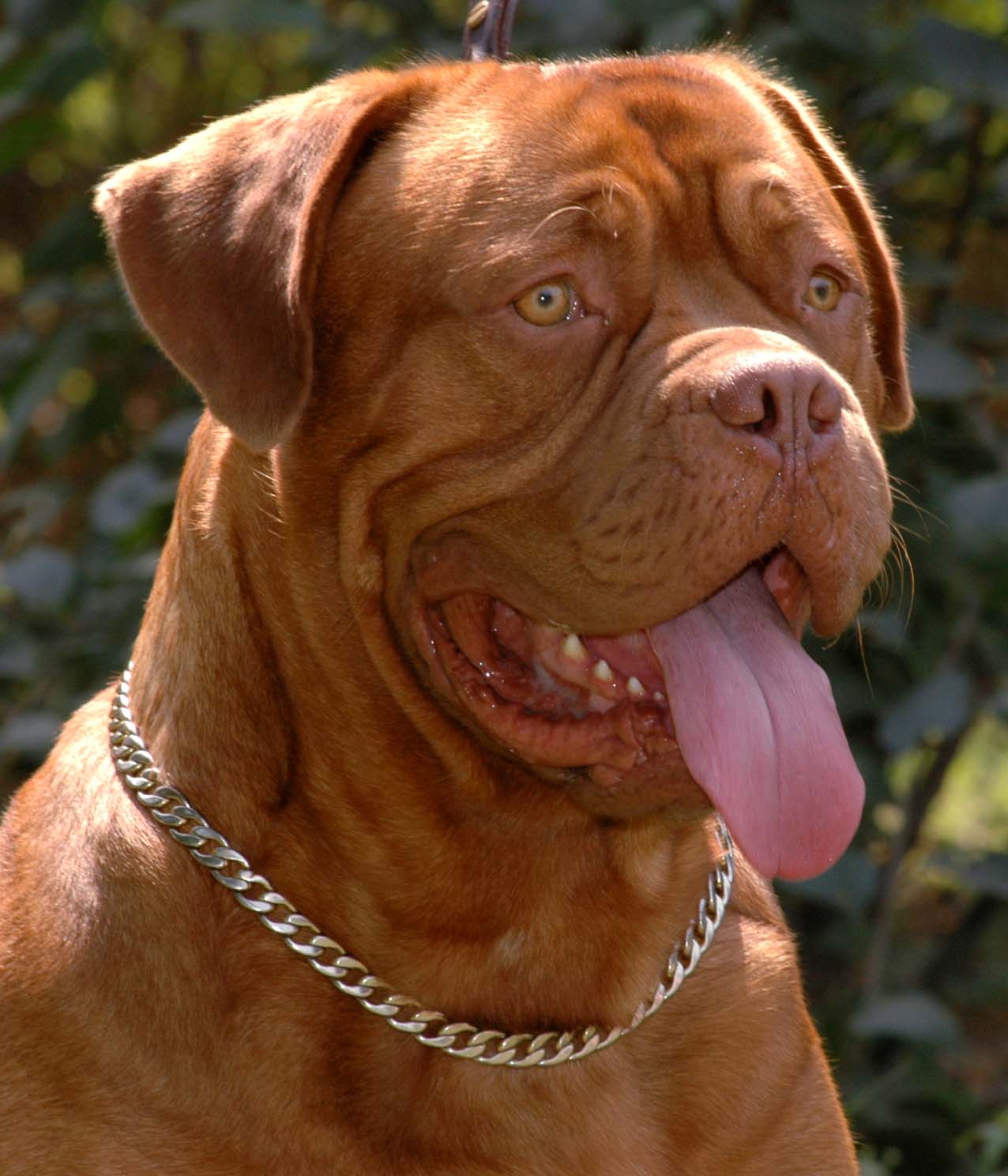 Este é o Dogue de Bordeaux