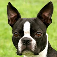 Boston Terrier - Lindo, estiloso, divertido e ótimo companheiro! 5