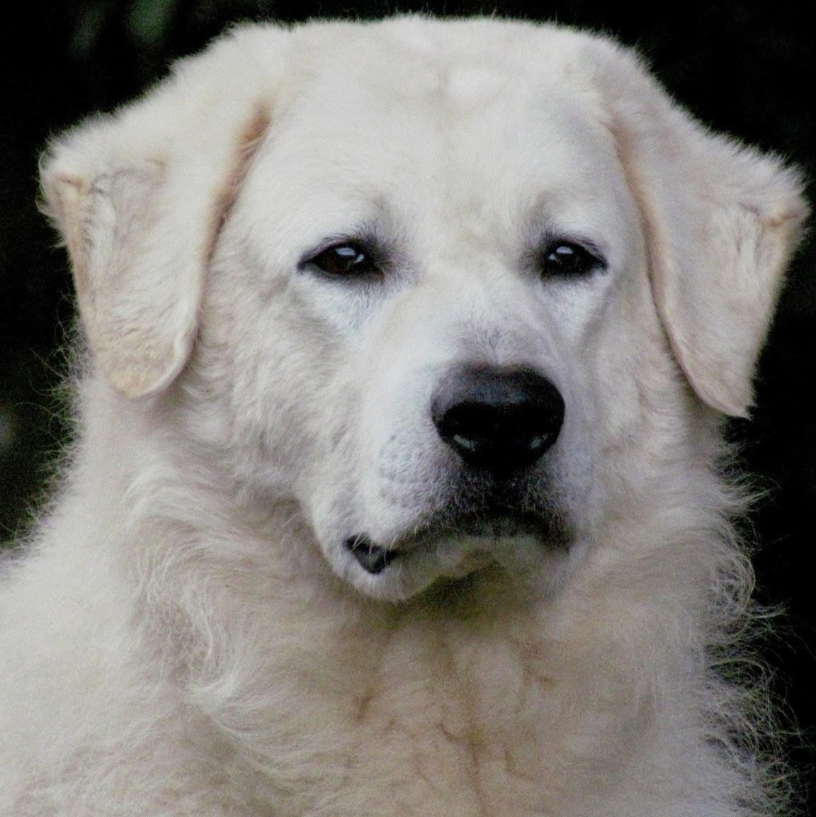 Kuvasz - Conheça o melhor cão protetor que existe! 1