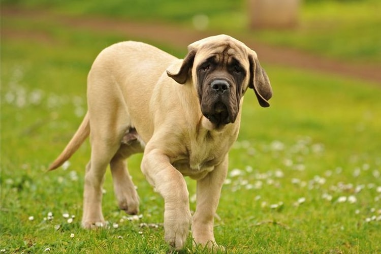 Fila Brasileiro