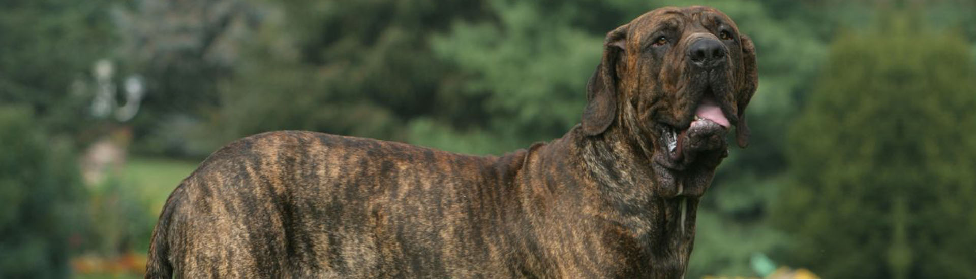 Este é um padrão de cor do Fila Brasileiro