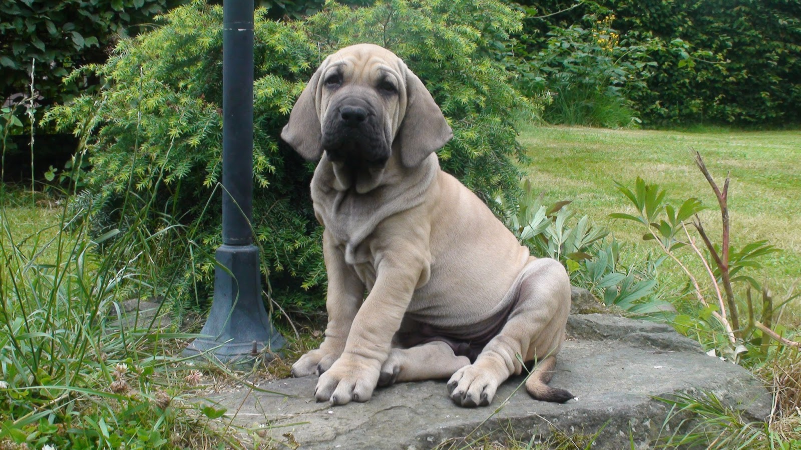 Fila Brasileiro - Amoroso com crianças, feroz com estranhos! 1