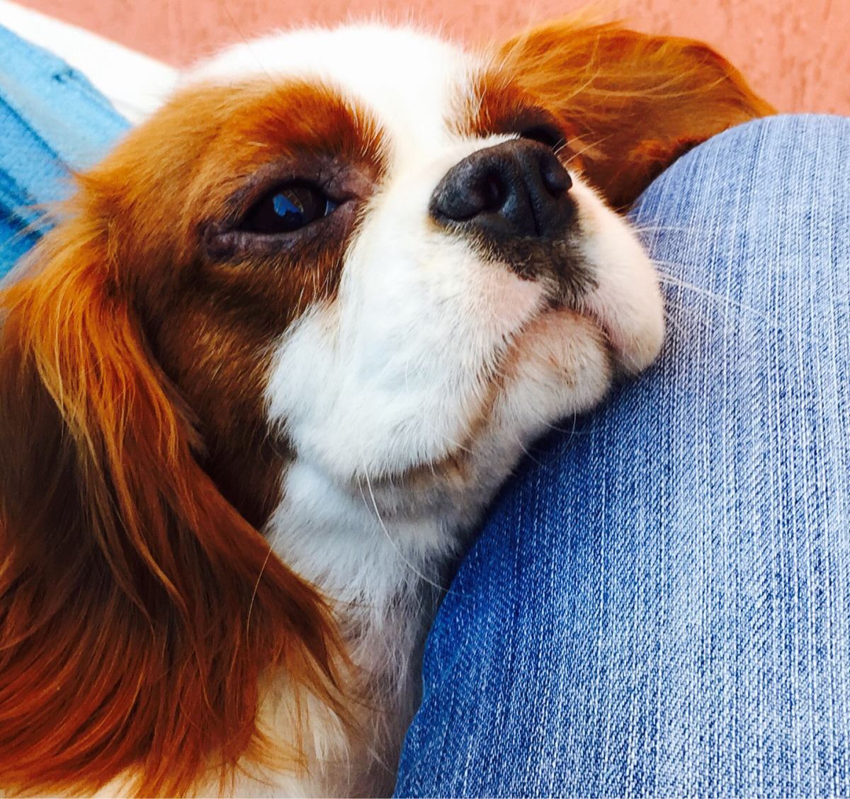  Cavalier King Charles Spaniel fazendo o que ele mais ama: ganhando um colinho