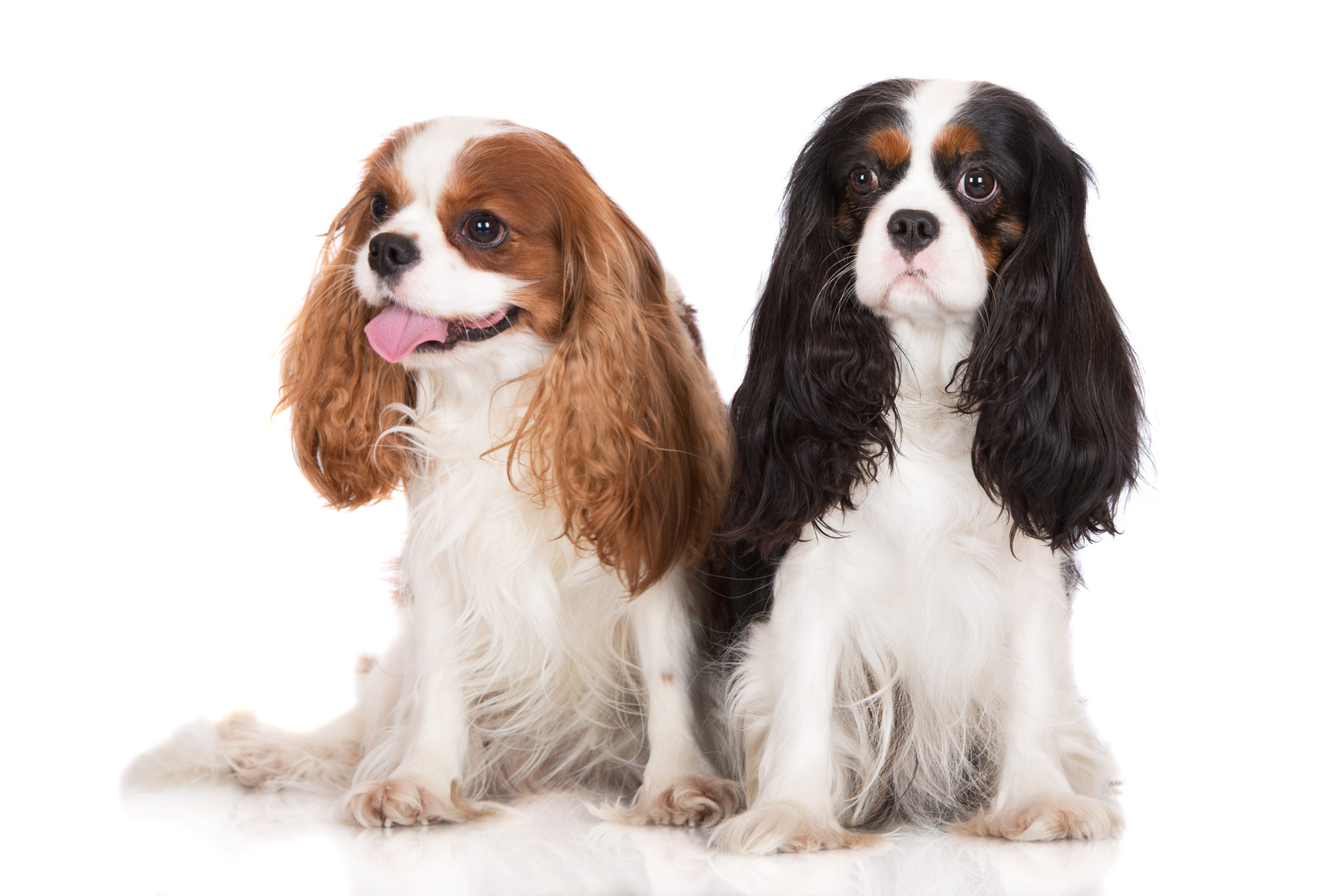 Dois dos padrões de raça do Cavalier King Charles Spaniel