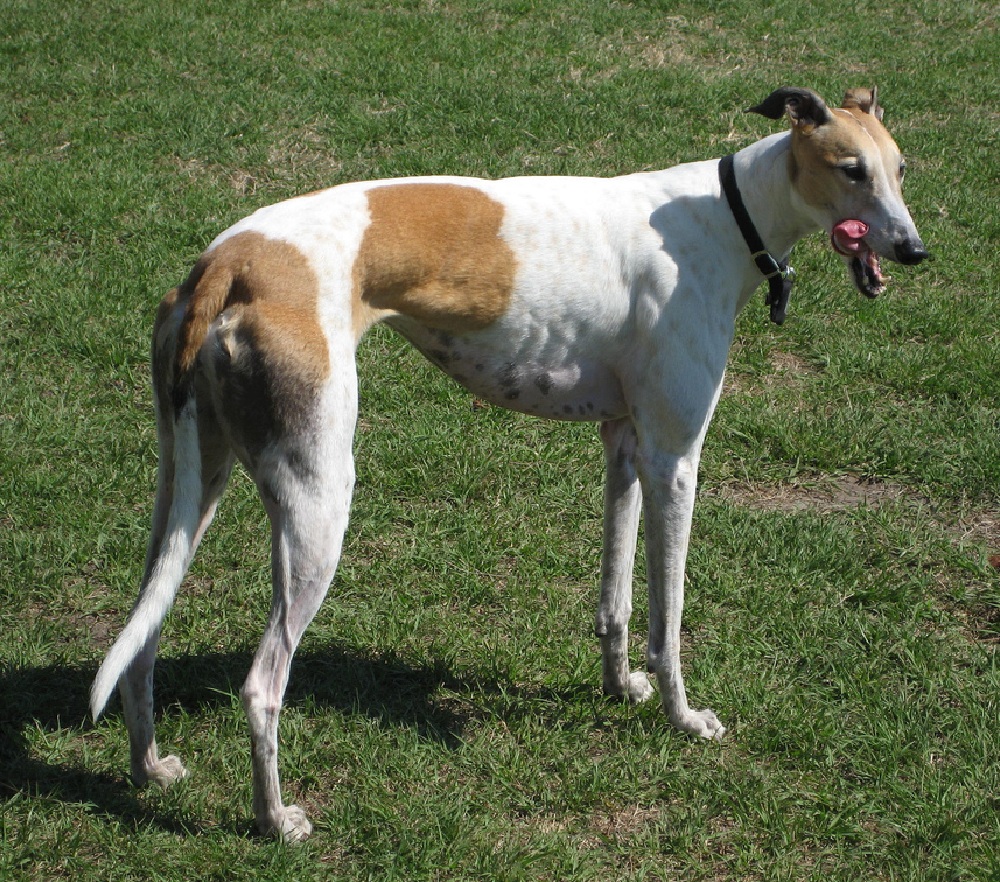 Galgo Inglês - Um cão elegante, nobre, discreto e lindo! 7