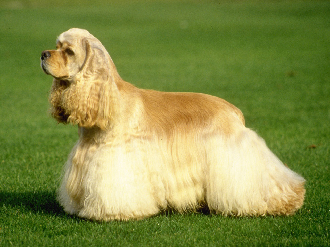 Este é o Cocker Spaniel Americano