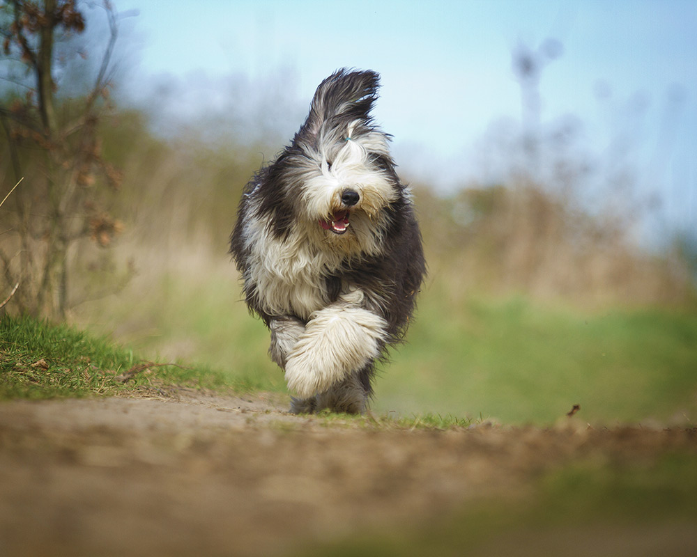 Old English Sheepdog - Simpatia em tamanho grande! 3