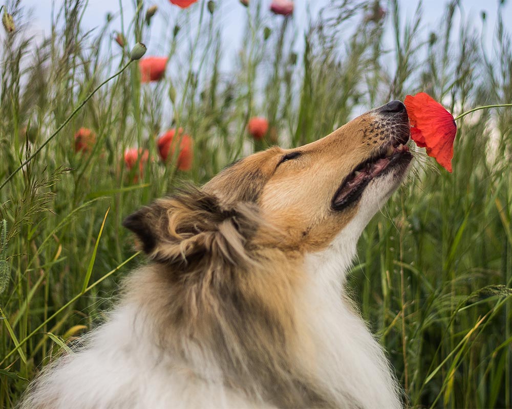 Collie - Uma raça de cães cheia de beleza, energia e simpatia! 3