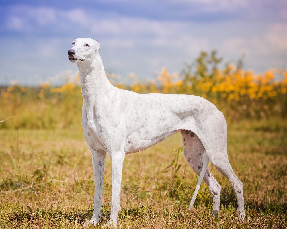 Este é o Galgo Inglês