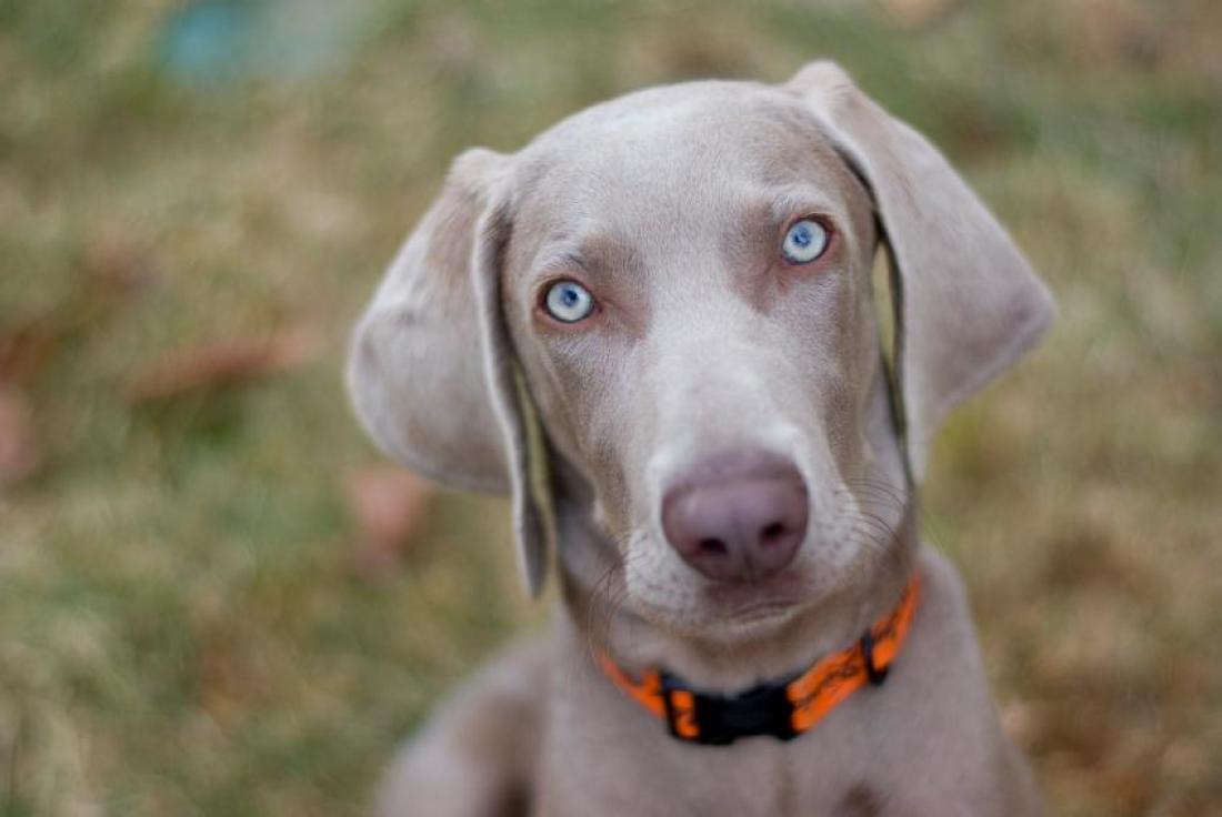 Este é o Weimaraner