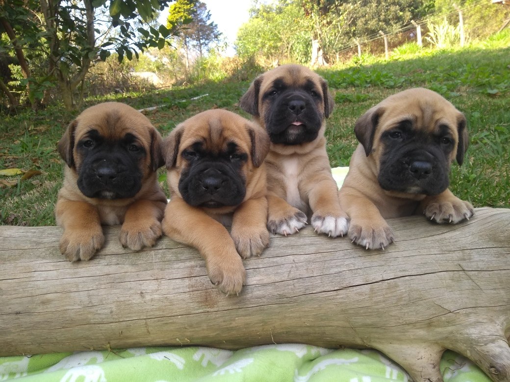 Momento fofura com filhotinhos de Mastiff